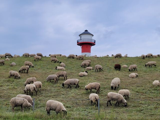 Hamburg Umgebung Altes Land, Schafe am Deich, dahinter Leuchtturm an der Elbe