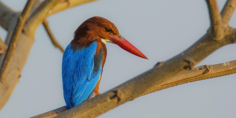 Bird Sanctuary mysore
