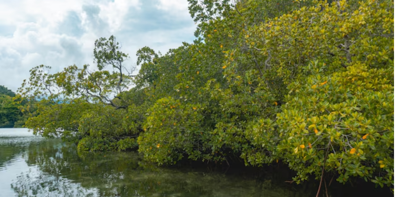 mangroves cartagena de indias