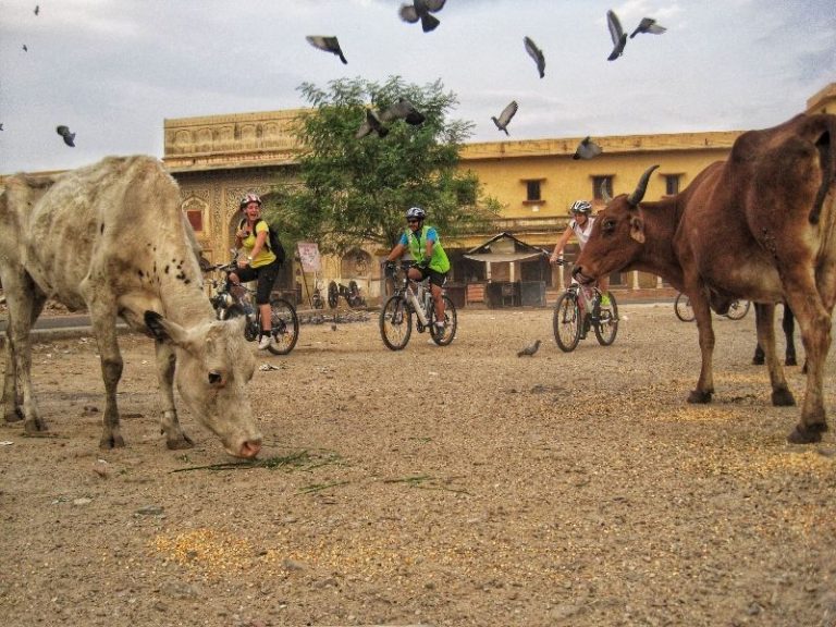 Jaipur Fietstour: de Highlights Jaipur Fietstour: de Highlights